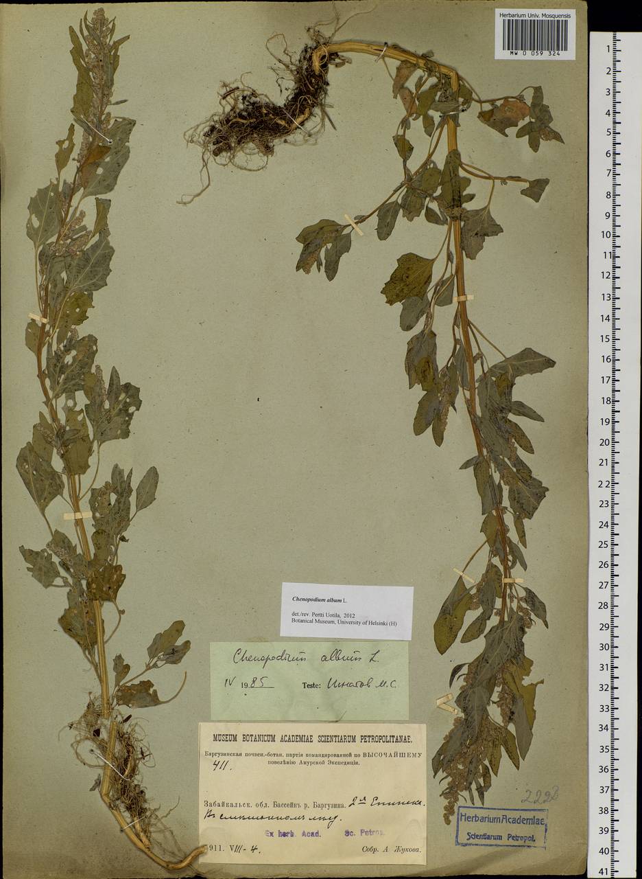 Chenopodium album L., Siberia, Baikal & Transbaikal region (S4) (Russia)