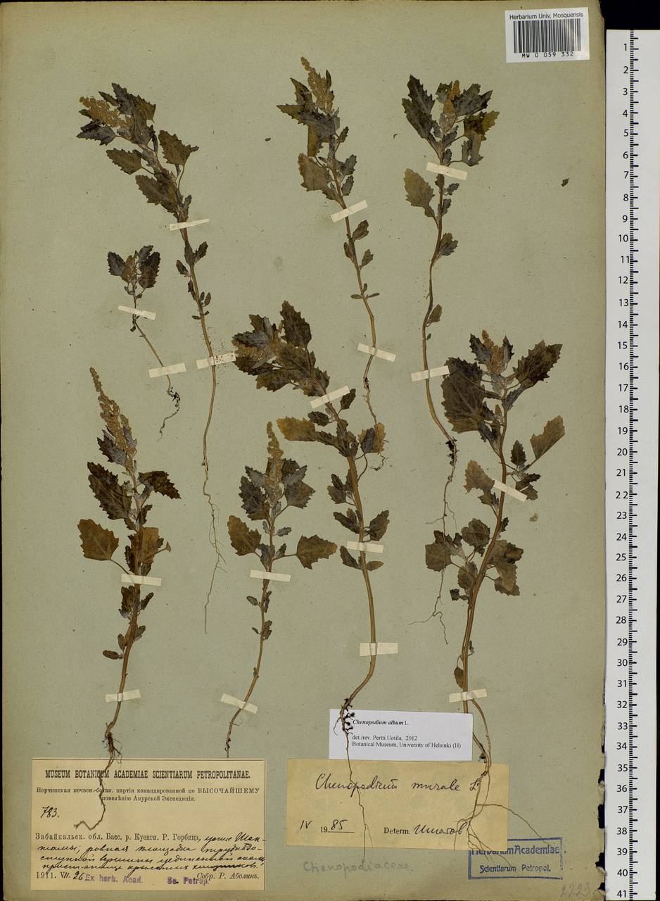Chenopodium album L., Siberia, Baikal & Transbaikal region (S4) (Russia)