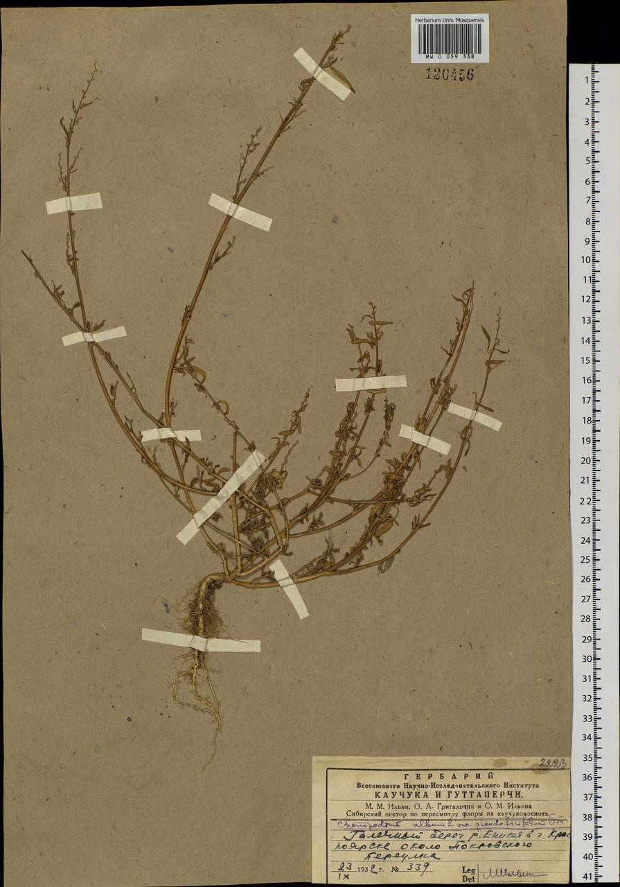 Chenopodium album L., Siberia, Central Siberia (S3) (Russia)