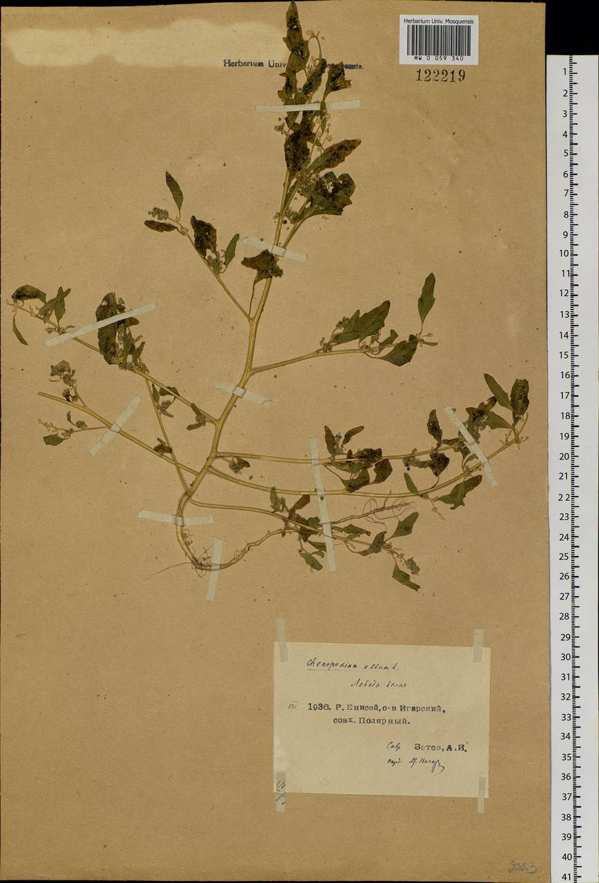 Chenopodium album L., Siberia, Central Siberia (S3) (Russia)