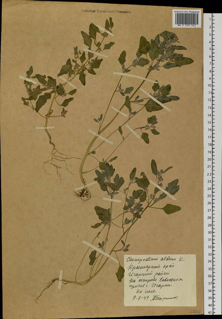 Chenopodium album L., Siberia, Central Siberia (S3) (Russia)