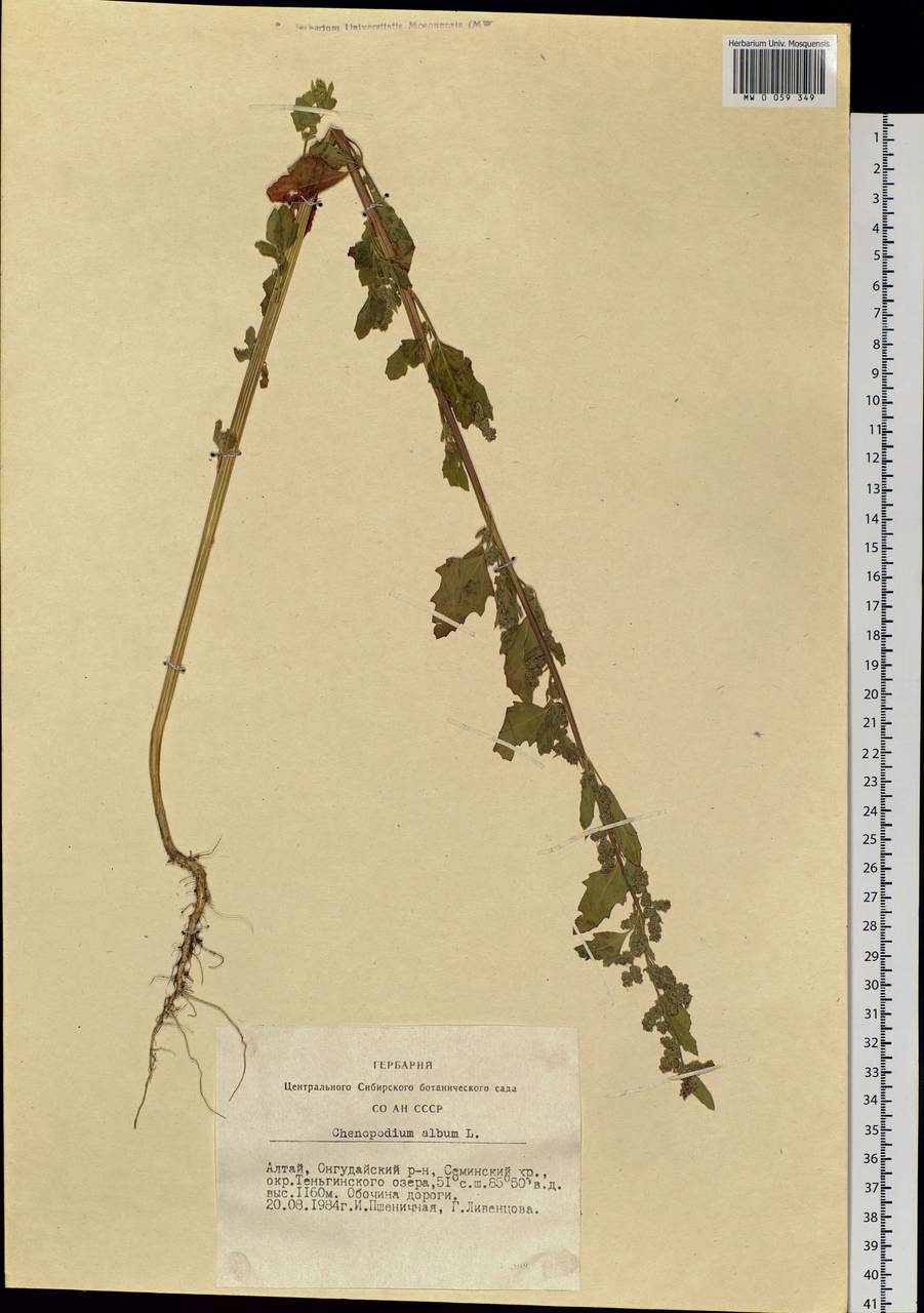 Chenopodium album L., Siberia, Altai & Sayany Mountains (S2) (Russia)
