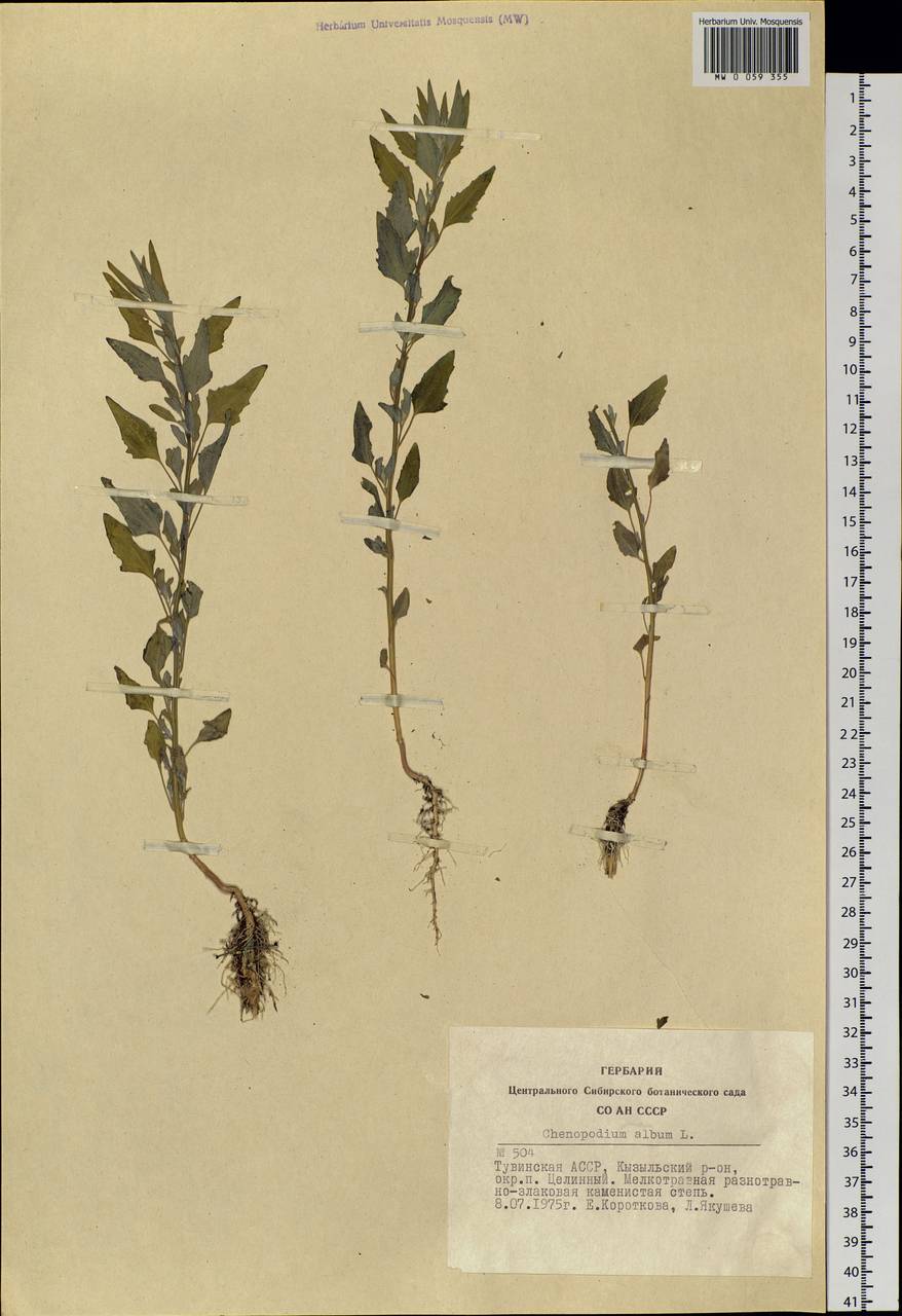 Chenopodium album L., Siberia, Altai & Sayany Mountains (S2) (Russia)