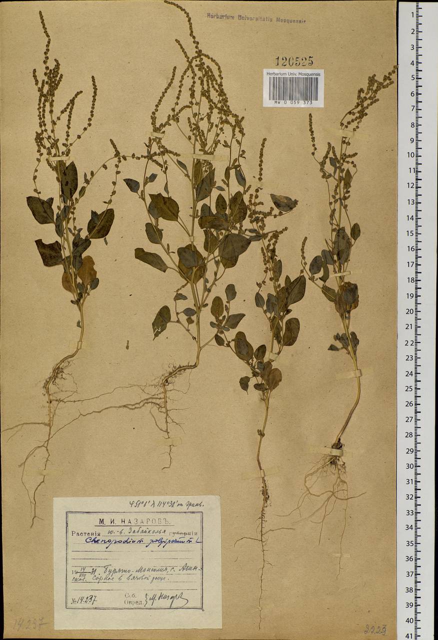 Chenopodium acuminatum Willd., Siberia, Baikal & Transbaikal region (S4) (Russia)