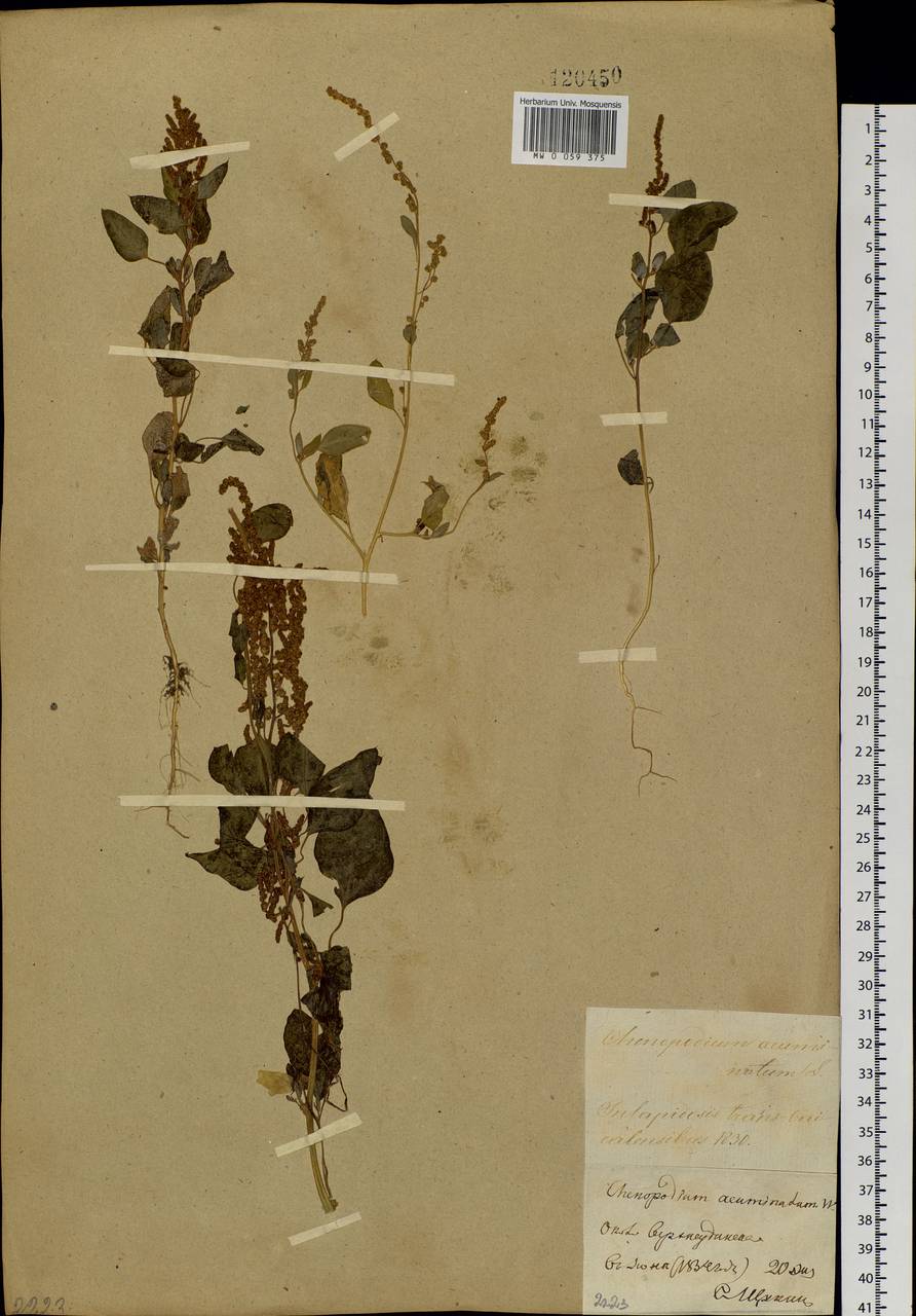 Chenopodium acuminatum Willd., Siberia, Baikal & Transbaikal region (S4) (Russia)