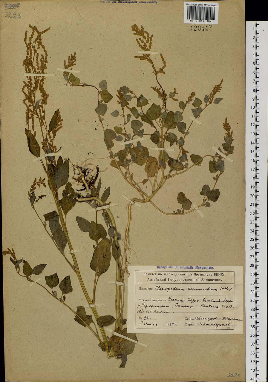 Chenopodium acuminatum Willd., Siberia, Altai & Sayany Mountains (S2) (Russia)