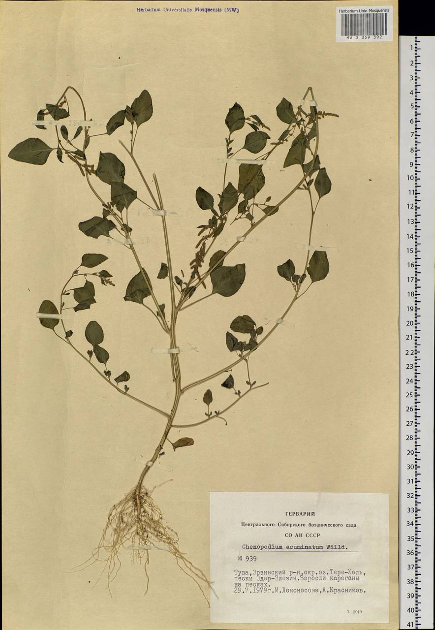 Chenopodium acuminatum Willd., Siberia, Altai & Sayany Mountains (S2) (Russia)