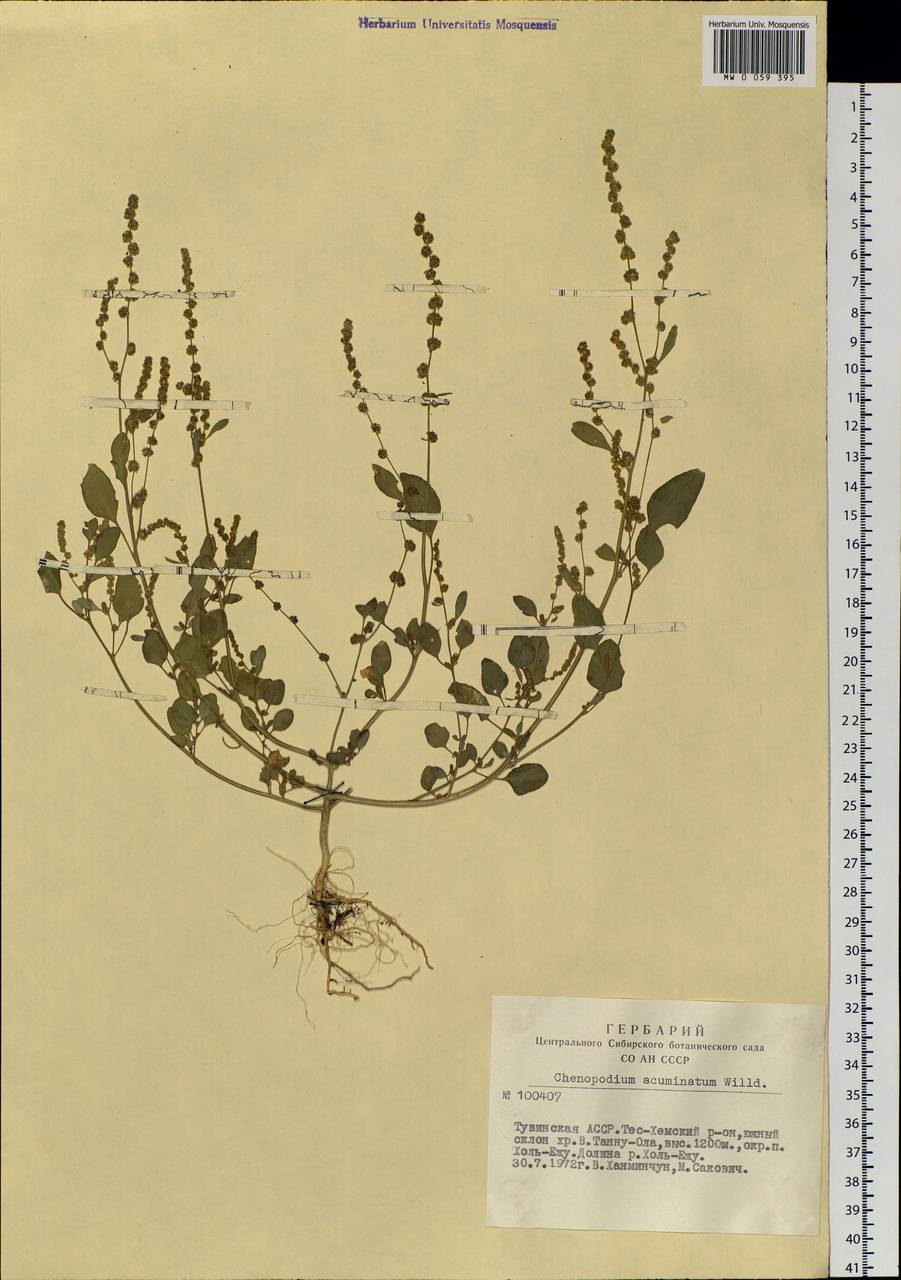 Chenopodium acuminatum Willd., Siberia, Altai & Sayany Mountains (S2) (Russia)