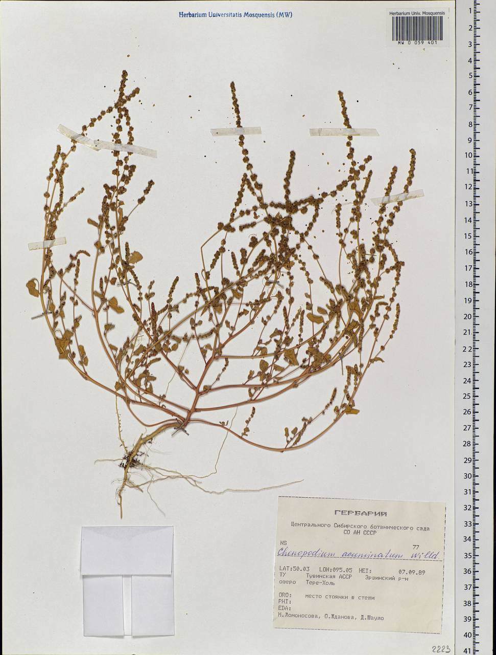 Chenopodium acuminatum Willd., Siberia, Altai & Sayany Mountains (S2) (Russia)