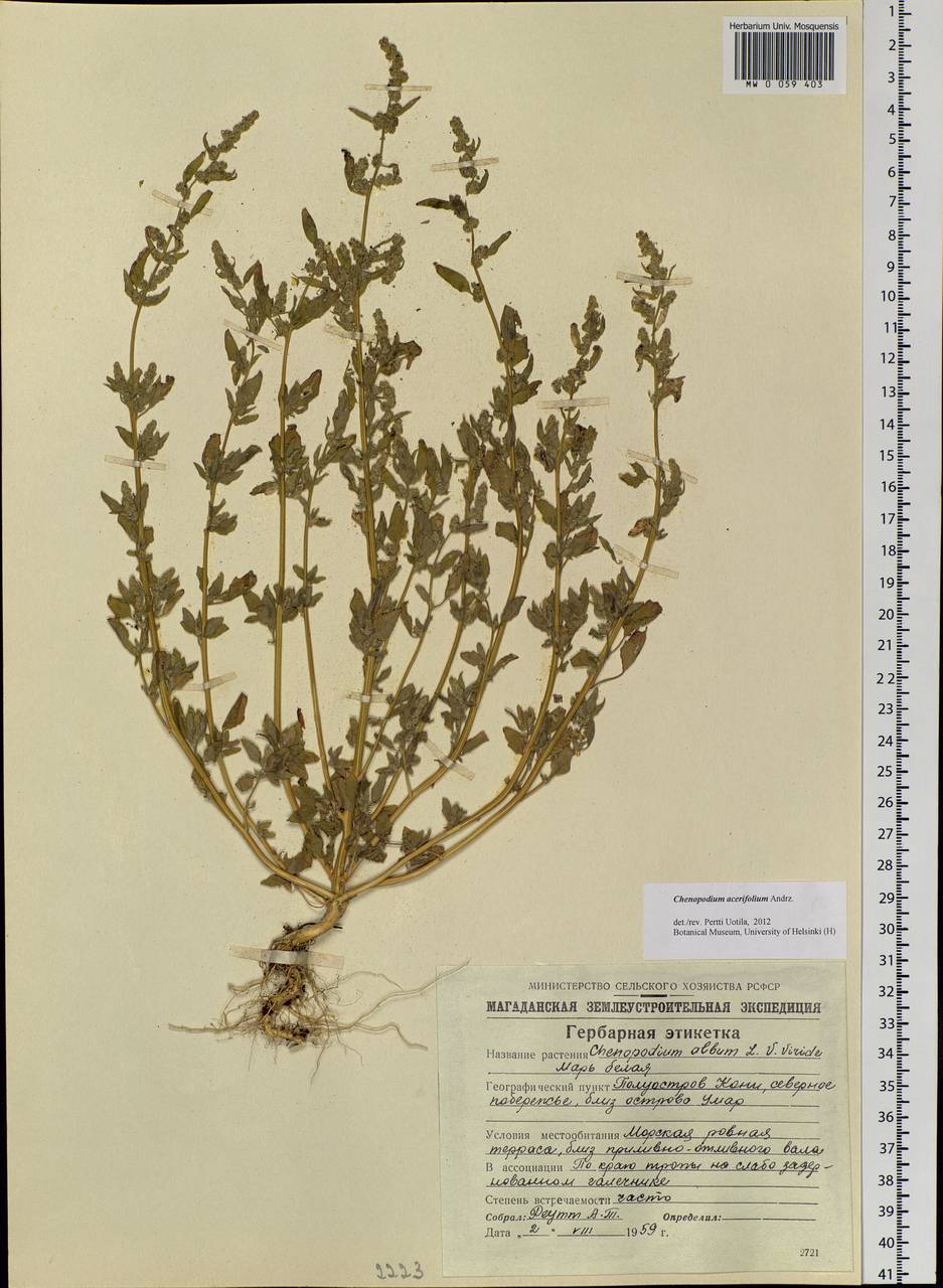 Chenopodium acerifolium Andrz., Siberia, Chukotka & Kamchatka (S7) (Russia)