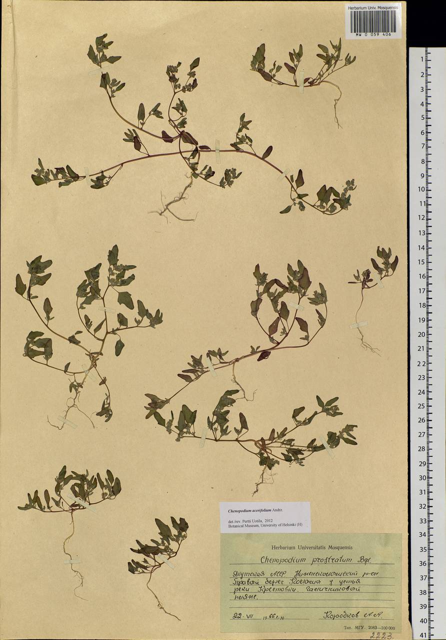 Chenopodium acerifolium Andrz., Siberia, Yakutia (S5) (Russia)