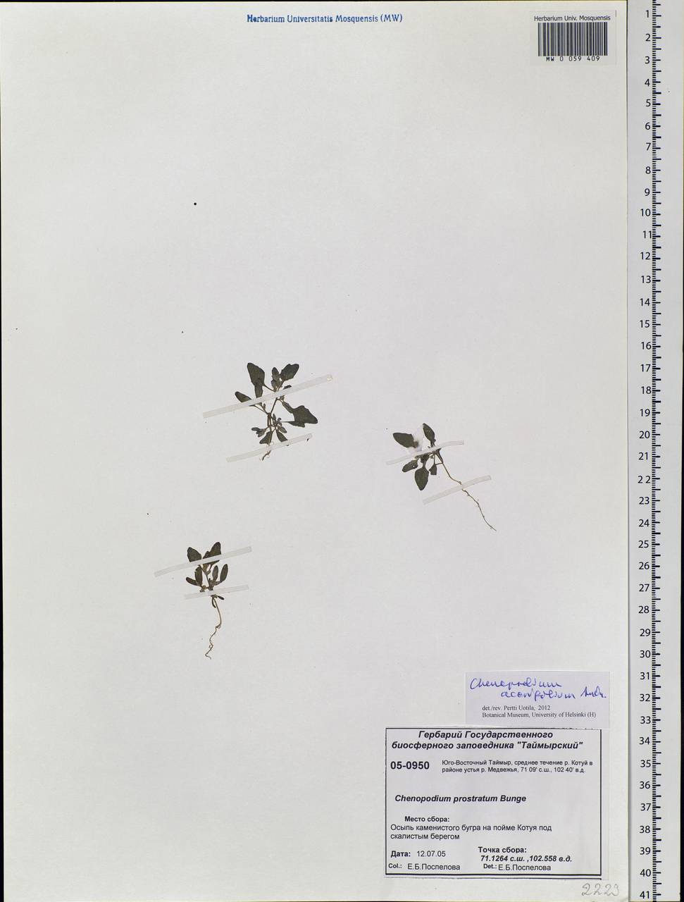 Chenopodium acerifolium Andrz., Siberia, Central Siberia (S3) (Russia)