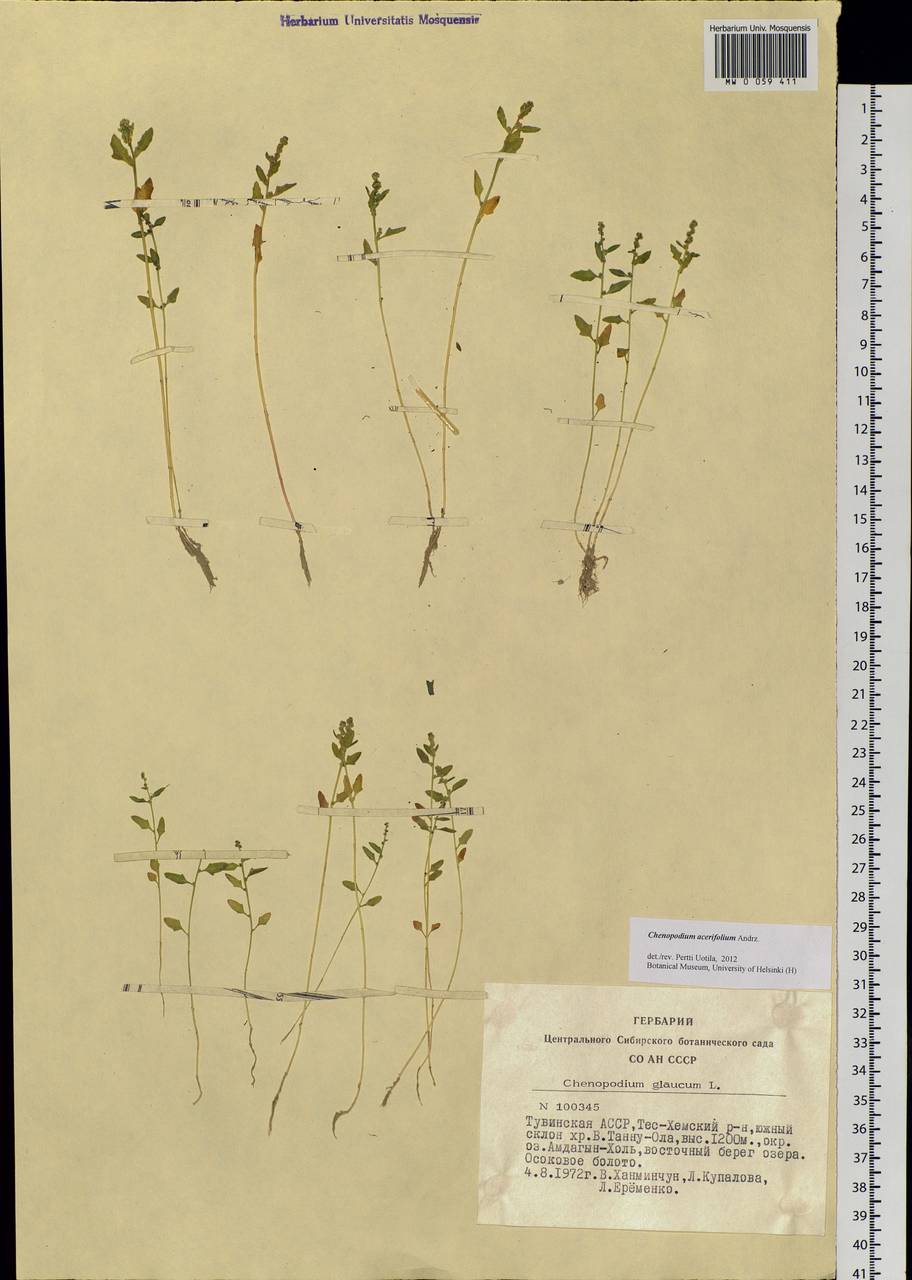 Chenopodium acerifolium Andrz., Siberia, Altai & Sayany Mountains (S2) (Russia)