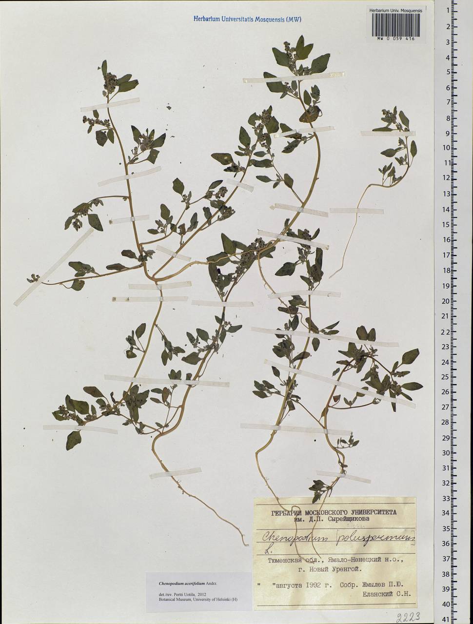 Chenopodium acerifolium Andrz., Siberia, Western Siberia (S1) (Russia)