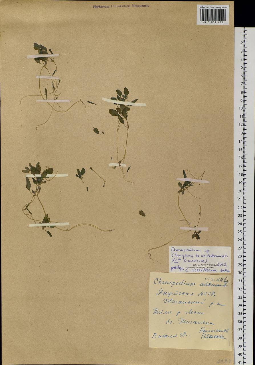 Chenopodium, Siberia, Yakutia (S5) (Russia)