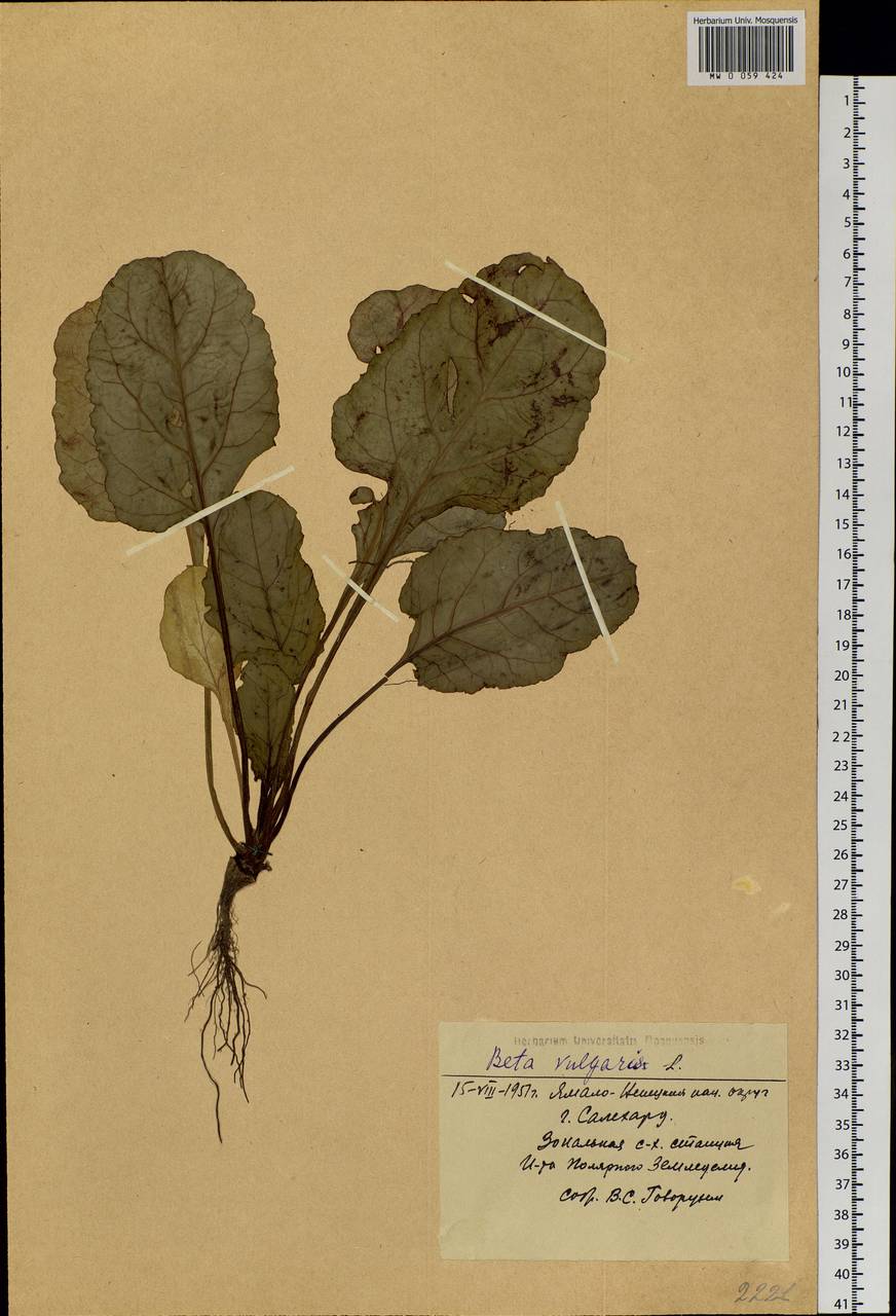 Beta vulgaris L., Siberia, Western Siberia (S1) (Russia)
