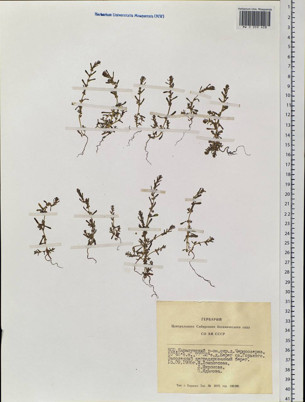 Amaranthaceae, Siberia, Western Siberia (S1) (Russia)