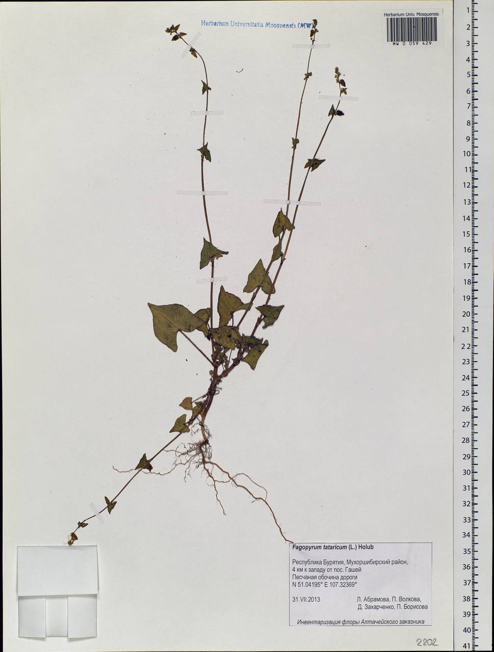 Fagopyrum tataricum (L.) Gaertn., Siberia, Baikal & Transbaikal region (S4) (Russia)