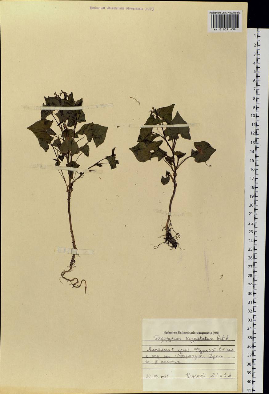 Fagopyrum esculentum Moench, Siberia, Altai & Sayany Mountains (S2) (Russia)