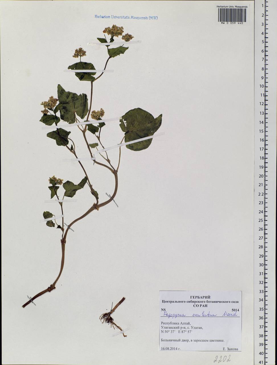 Fagopyrum esculentum Moench, Siberia, Altai & Sayany Mountains (S2) (Russia)