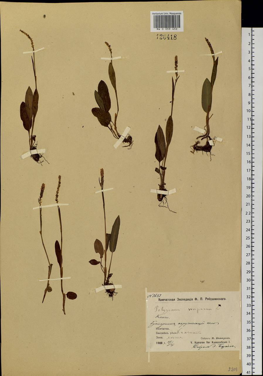 Bistorta vivipara (L.) Delarbre, Siberia, Chukotka & Kamchatka (S7) (Russia)