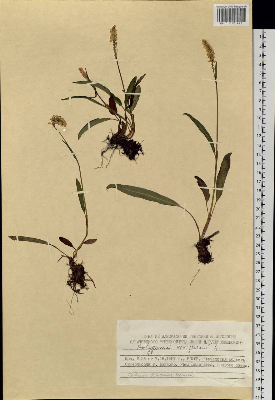 Bistorta vivipara (L.) Delarbre, Siberia, Chukotka & Kamchatka (S7) (Russia)
