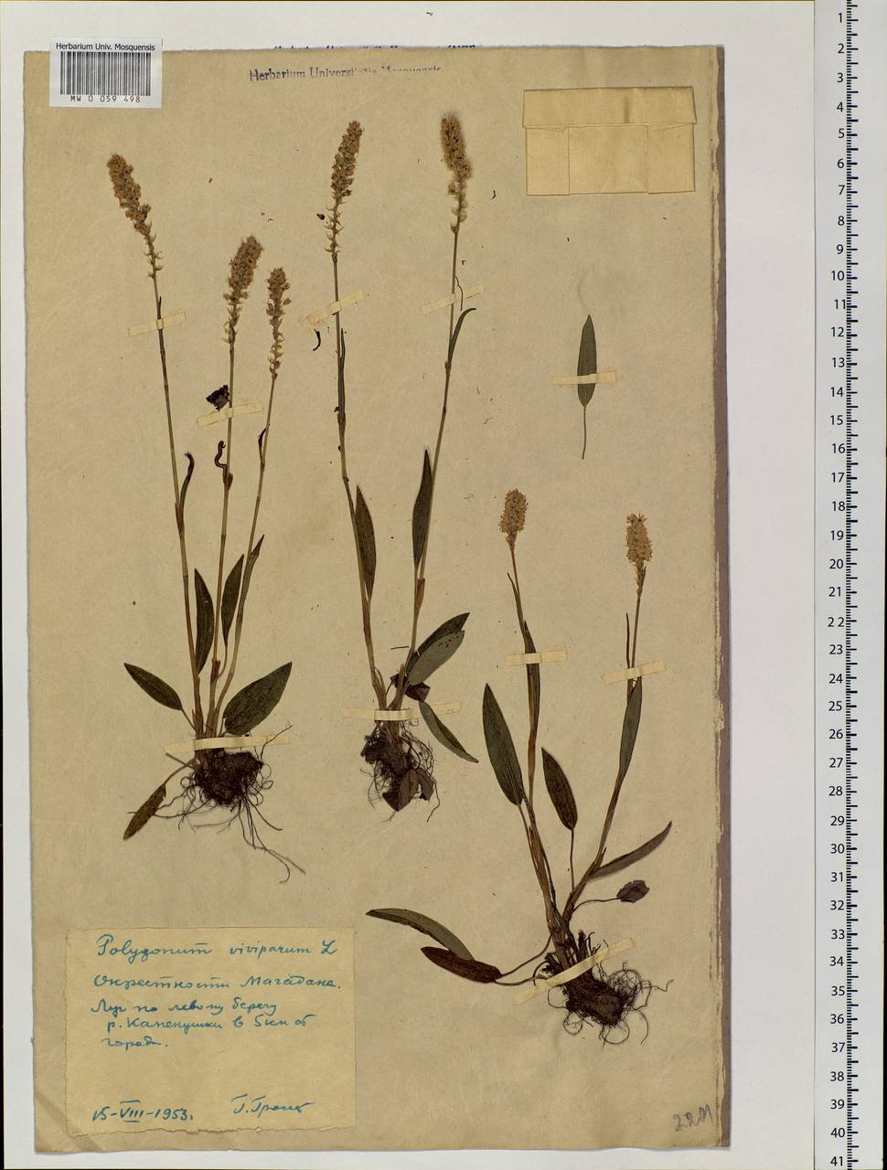 Bistorta vivipara (L.) Delarbre, Siberia, Chukotka & Kamchatka (S7) (Russia)