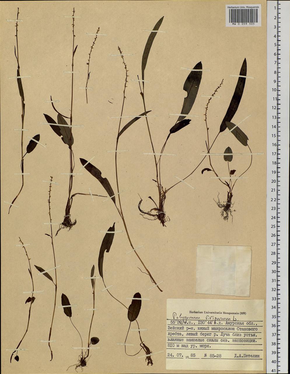 Bistorta vivipara (L.) Delarbre, Siberia, Russian Far East (S6) (Russia)