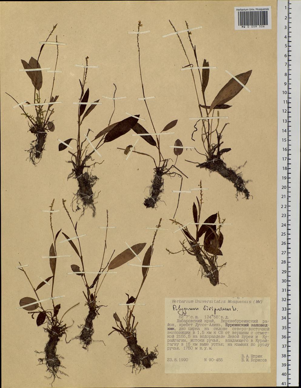 Bistorta vivipara (L.) Delarbre, Siberia, Russian Far East (S6) (Russia)