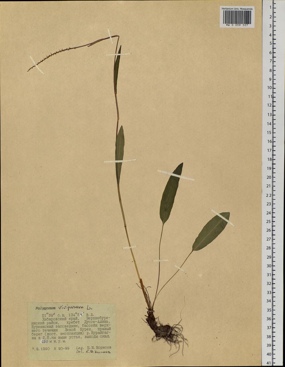 Bistorta vivipara (L.) Delarbre, Siberia, Russian Far East (S6) (Russia)