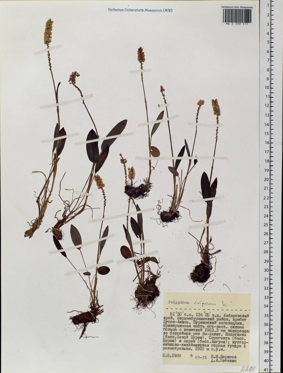 Bistorta vivipara (L.) Delarbre, Siberia, Russian Far East (S6) (Russia)