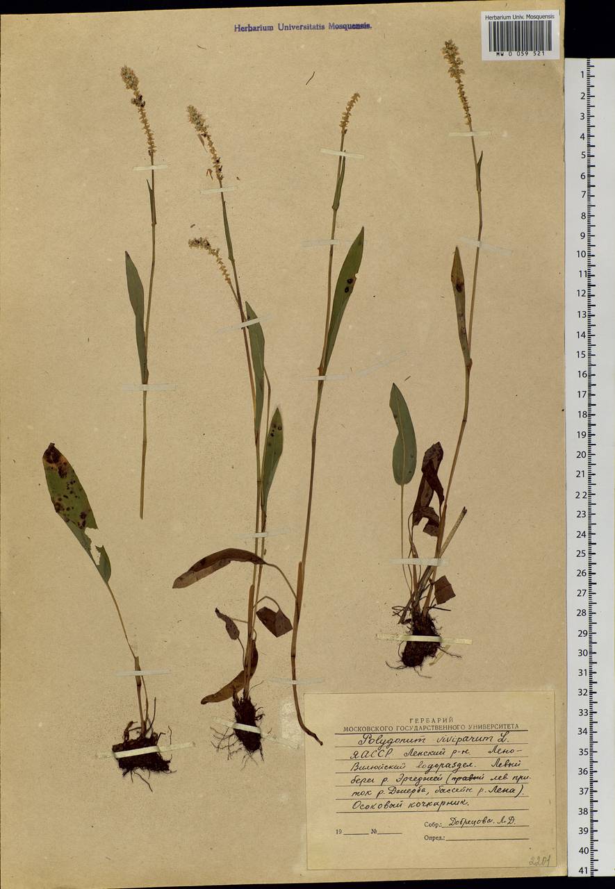 Bistorta vivipara (L.) Delarbre, Siberia, Yakutia (S5) (Russia)