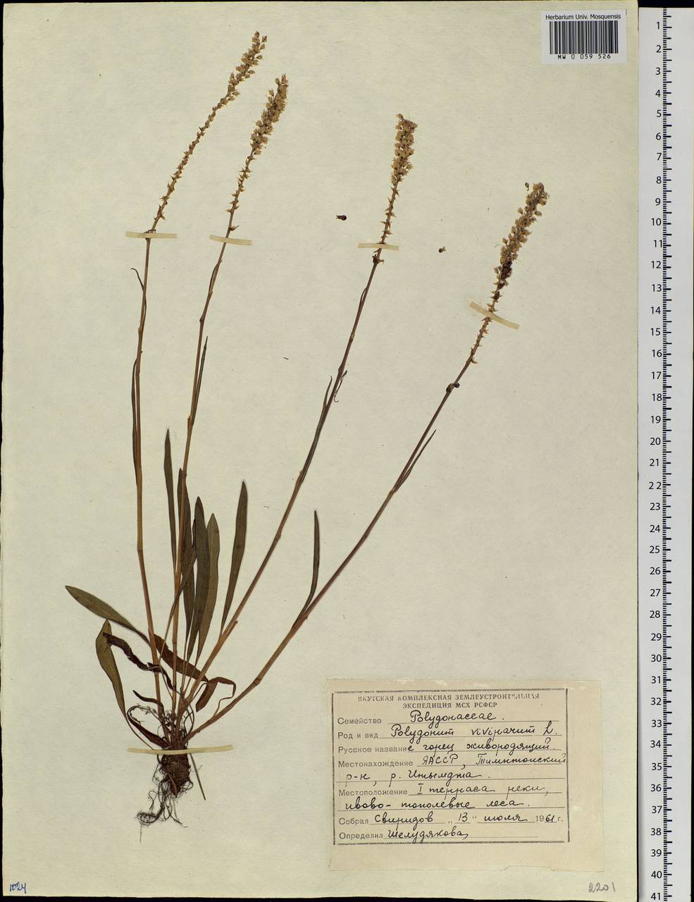 Bistorta vivipara (L.) Delarbre, Siberia, Yakutia (S5) (Russia)