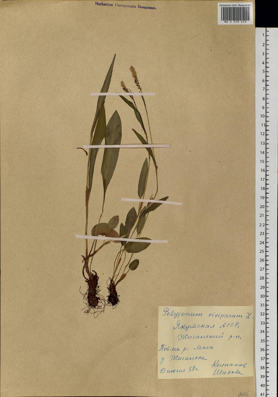 Bistorta vivipara (L.) Delarbre, Siberia, Yakutia (S5) (Russia)