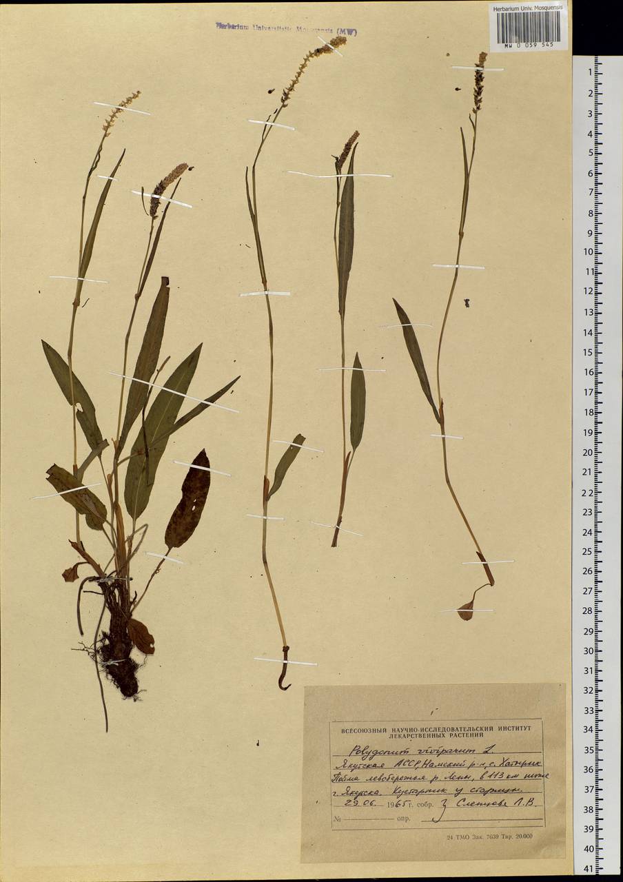Bistorta vivipara (L.) Delarbre, Siberia, Yakutia (S5) (Russia)