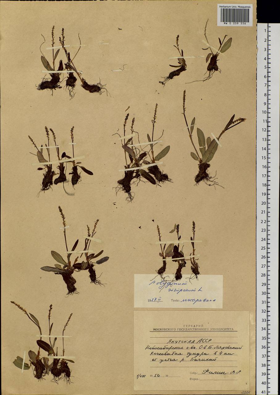 Bistorta vivipara (L.) Delarbre, Siberia, Yakutia (S5) (Russia)
