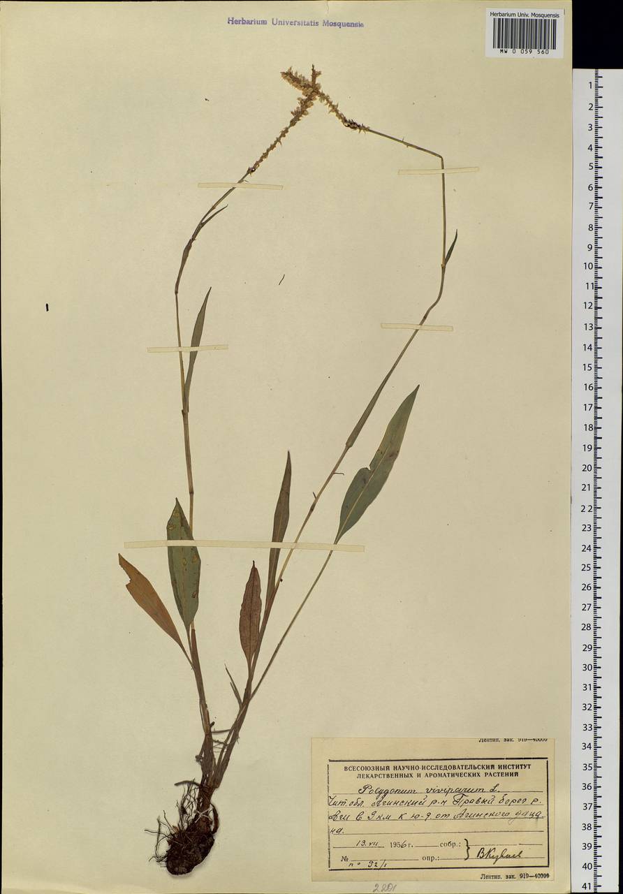 Bistorta vivipara (L.) Delarbre, Siberia, Baikal & Transbaikal region (S4) (Russia)