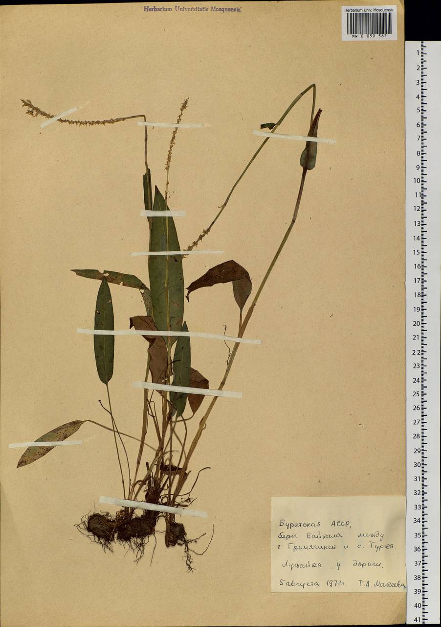 Bistorta vivipara (L.) Delarbre, Siberia, Baikal & Transbaikal region (S4) (Russia)