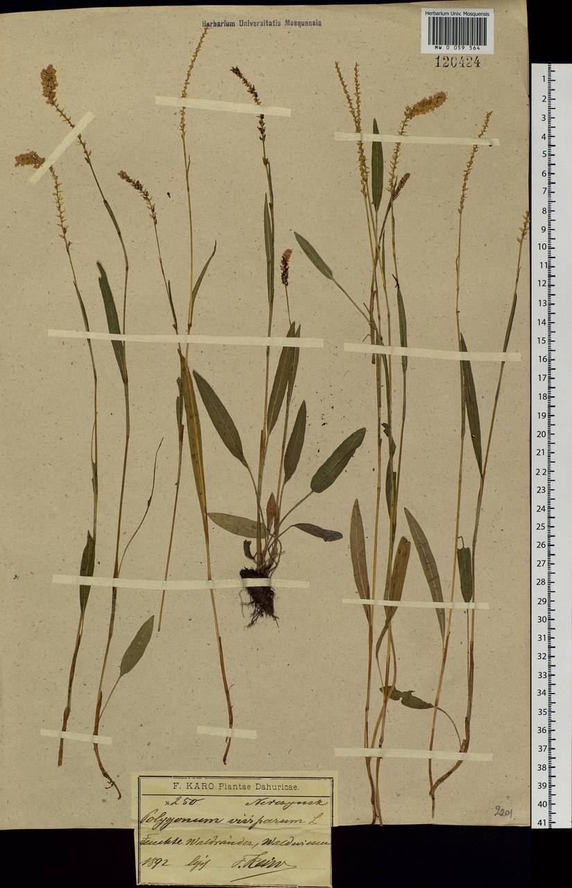 Bistorta vivipara (L.) Delarbre, Siberia, Baikal & Transbaikal region (S4) (Russia)