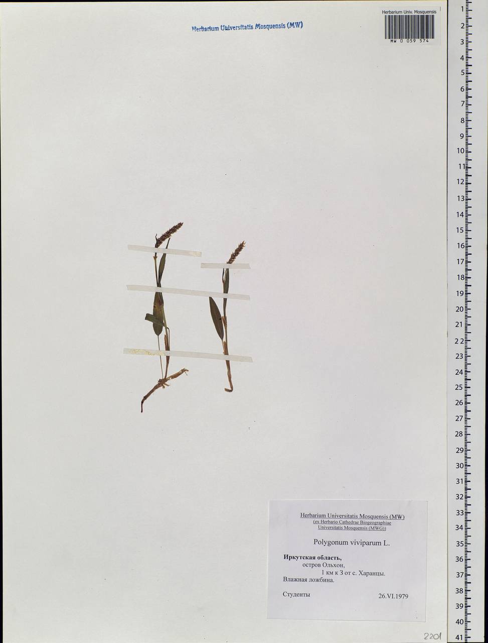 Bistorta vivipara (L.) Delarbre, Siberia, Baikal & Transbaikal region (S4) (Russia)