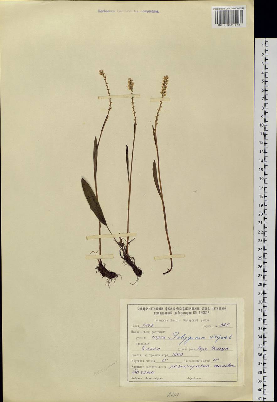 Bistorta vivipara (L.) Delarbre, Siberia, Baikal & Transbaikal region (S4) (Russia)