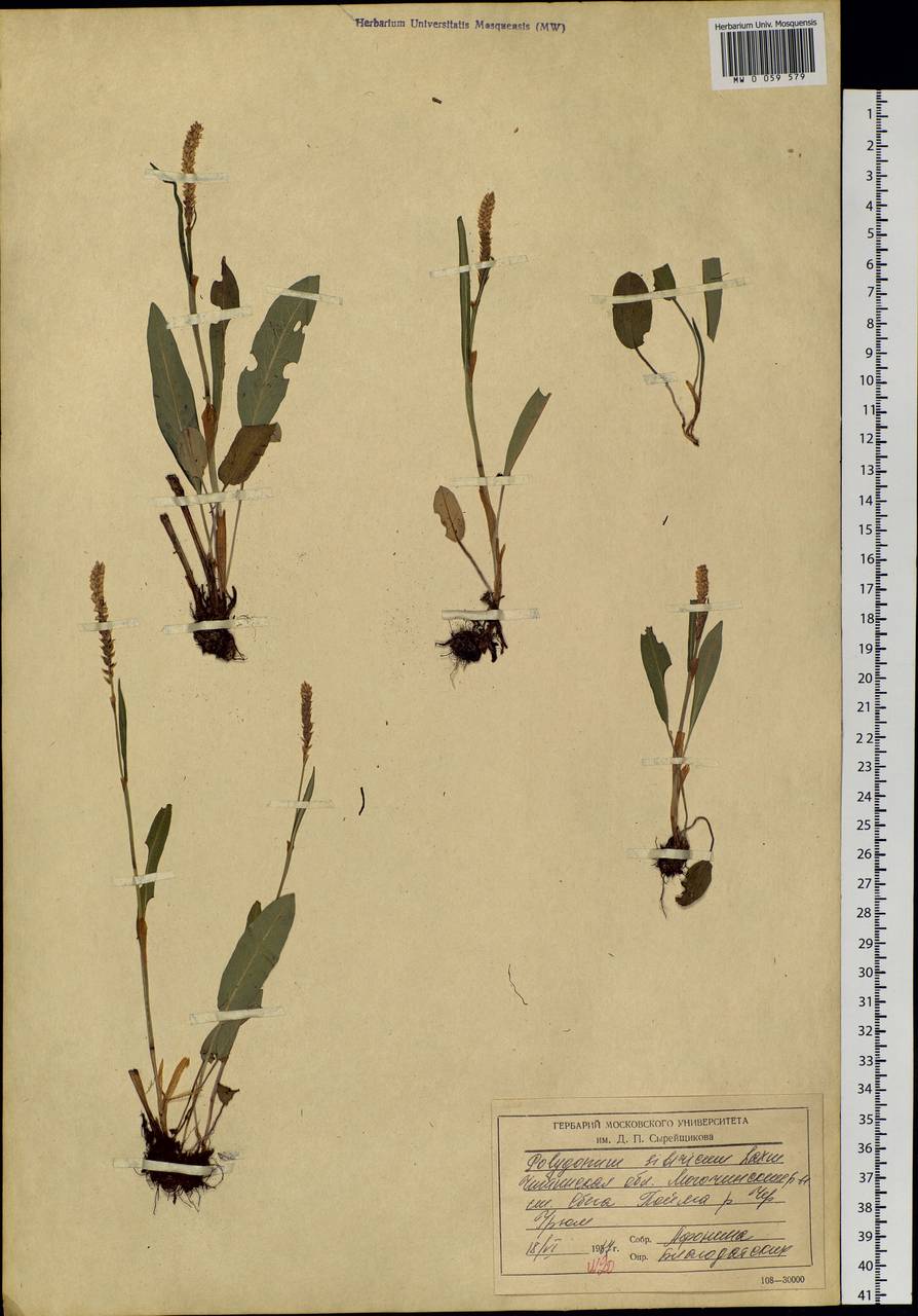 Bistorta vivipara (L.) Delarbre, Siberia, Baikal & Transbaikal region (S4) (Russia)