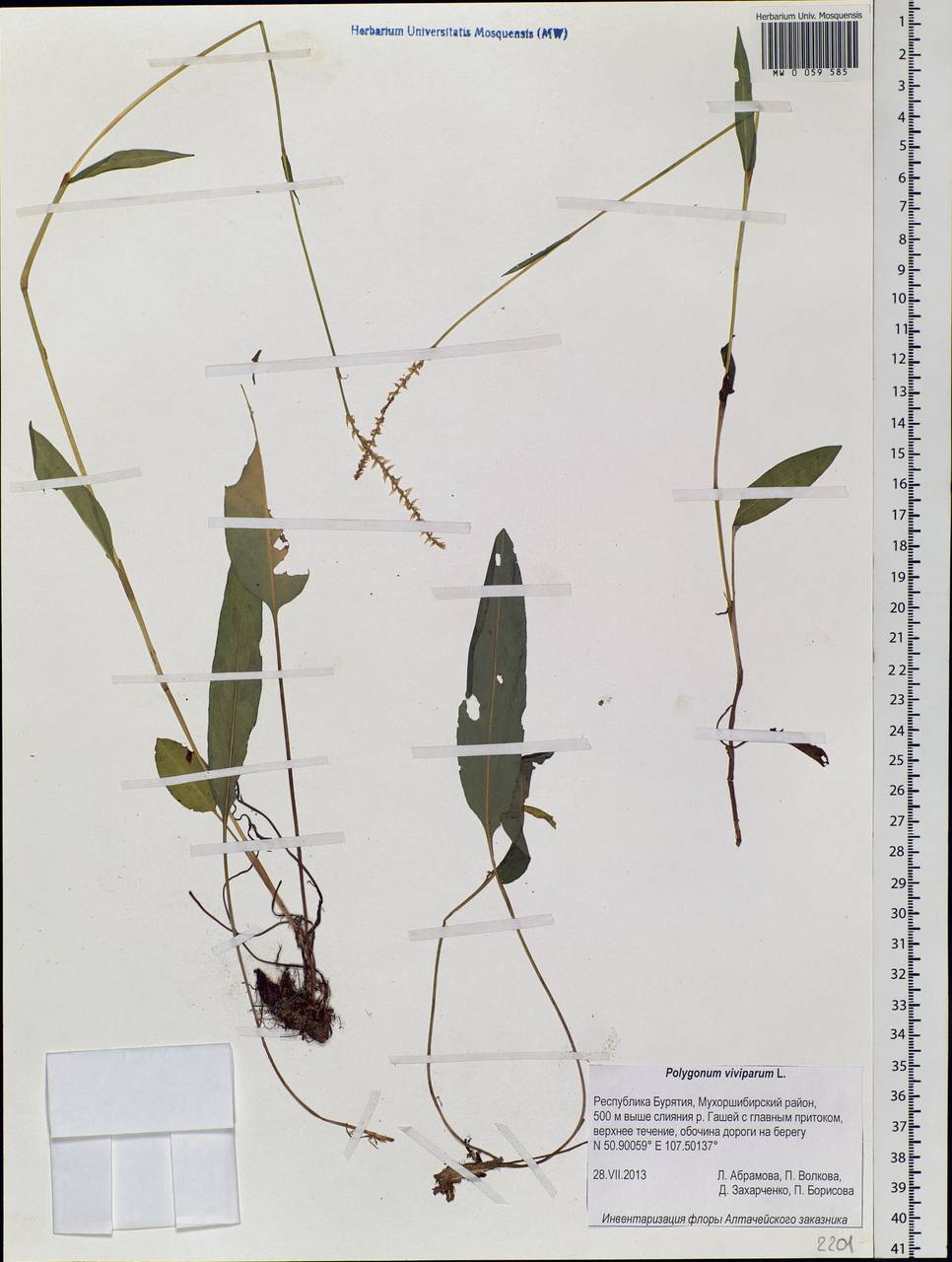 Bistorta vivipara (L.) Delarbre, Siberia, Baikal & Transbaikal region (S4) (Russia)
