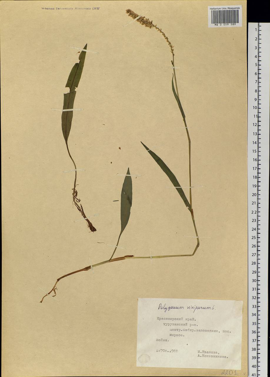 Bistorta vivipara (L.) Delarbre, Siberia, Central Siberia (S3) (Russia)