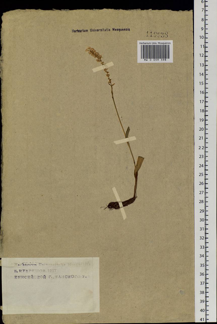 Bistorta vivipara (L.) Delarbre, Siberia, Central Siberia (S3) (Russia)