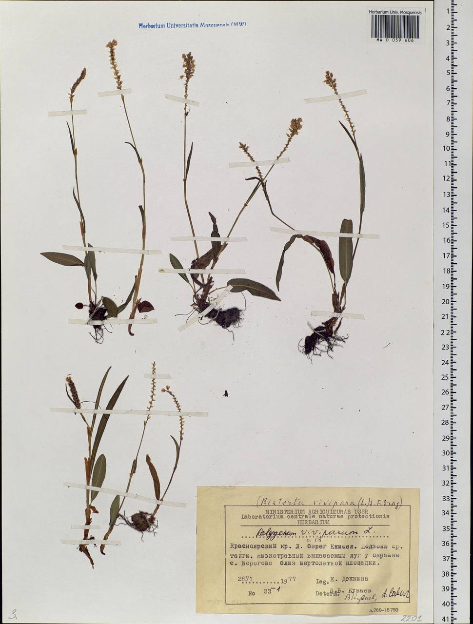 Bistorta vivipara (L.) Delarbre, Siberia, Central Siberia (S3) (Russia)