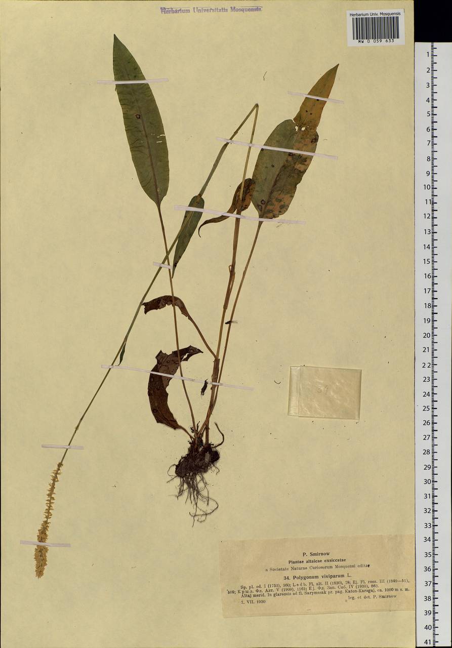 Bistorta vivipara (L.) Delarbre, Siberia, Western (Kazakhstan) Altai Mountains (S2a) (Kazakhstan)