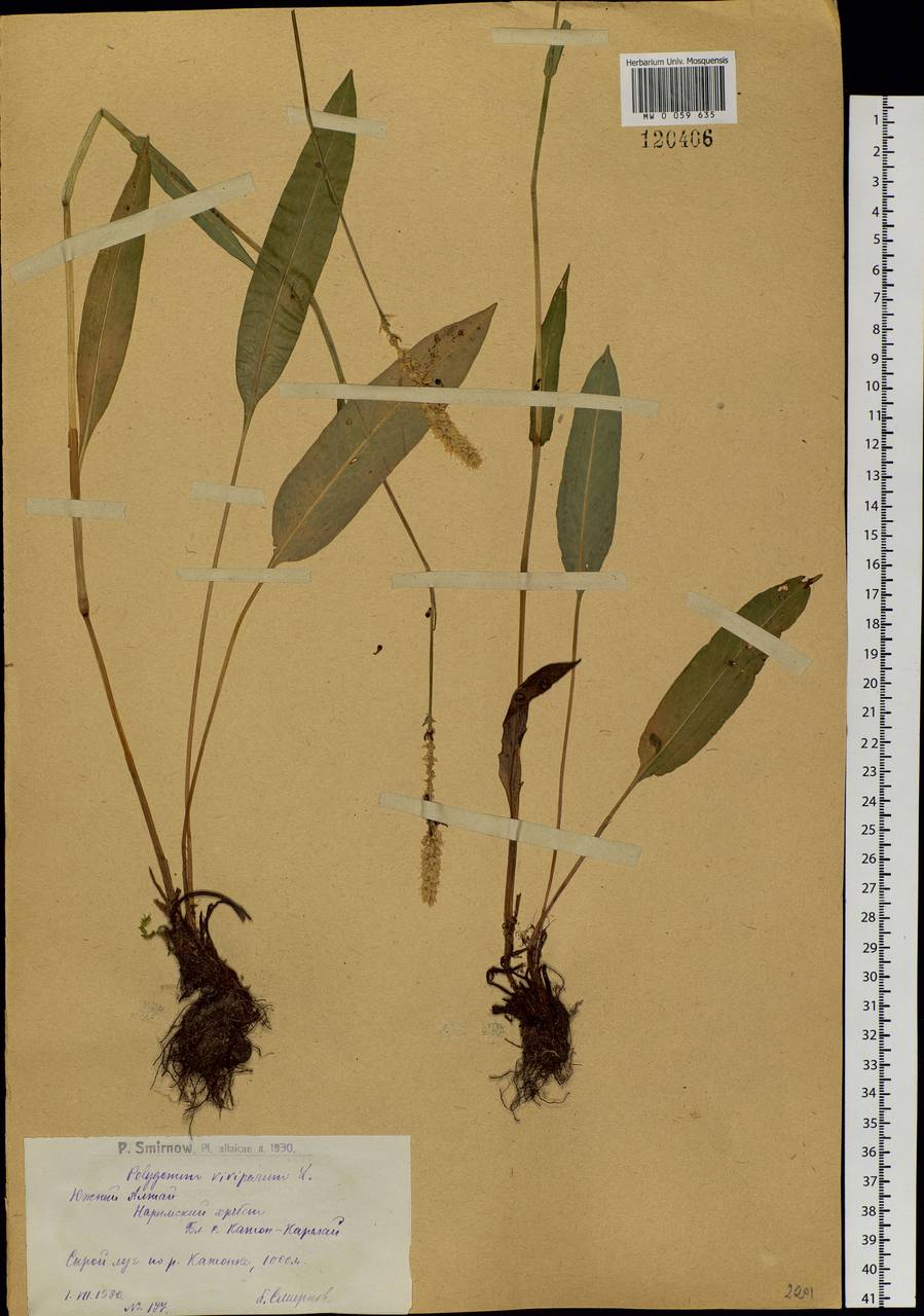 Bistorta vivipara (L.) Delarbre, Siberia, Western (Kazakhstan) Altai Mountains (S2a) (Kazakhstan)