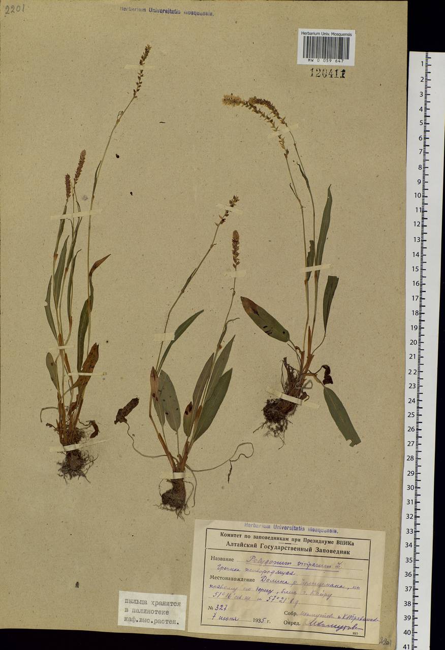 Bistorta vivipara (L.) Delarbre, Siberia, Altai & Sayany Mountains (S2) (Russia)
