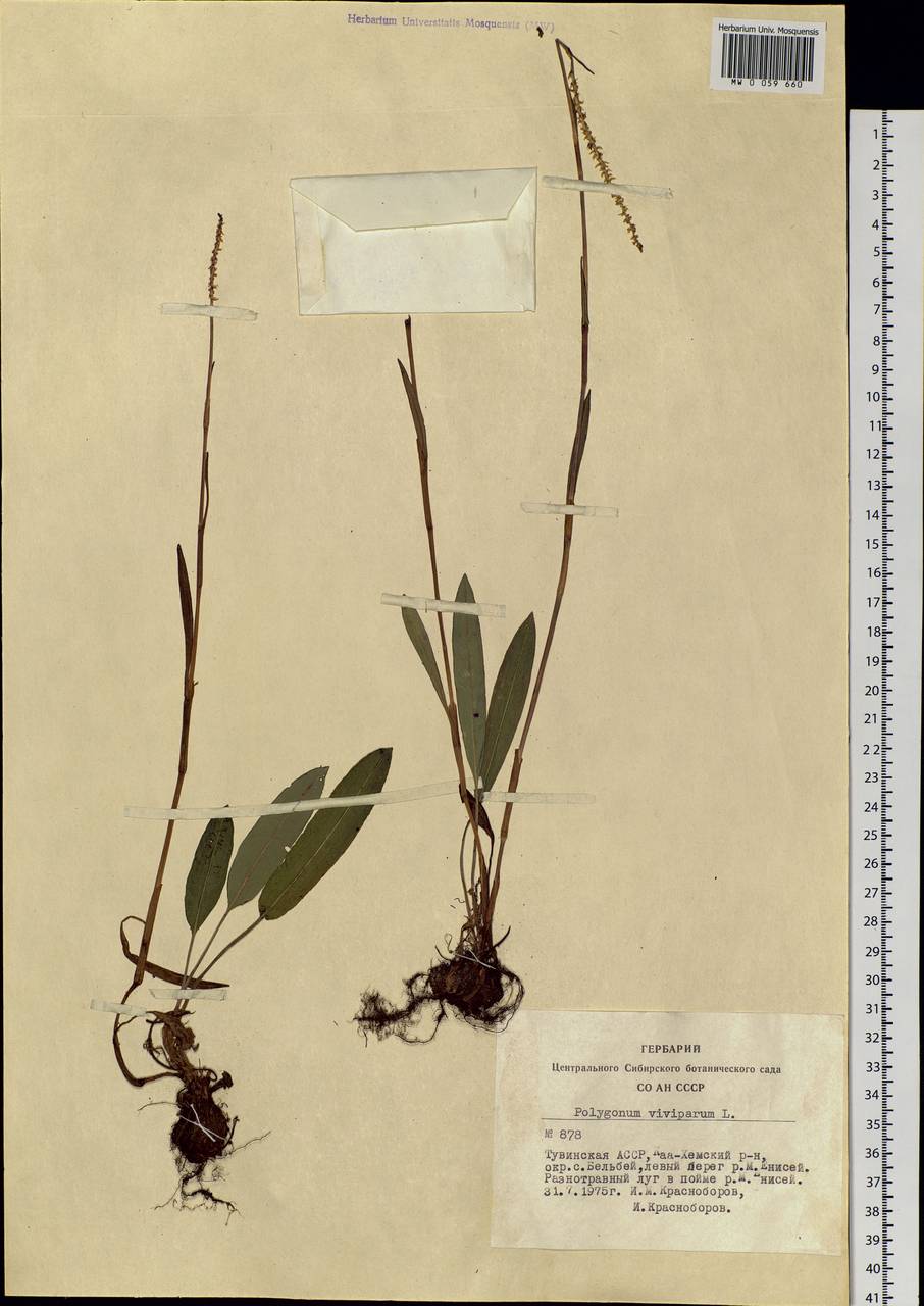 Bistorta vivipara (L.) Delarbre, Siberia, Altai & Sayany Mountains (S2) (Russia)